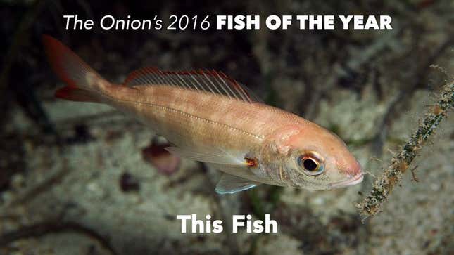 In a tumultuous year defined by strife and division, this fish remained a steady and reassuring presence.