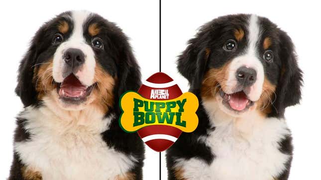 Image for article titled 2013 Puppy Bowl Teams To Be Coached By Two Dogs From Same Litter
