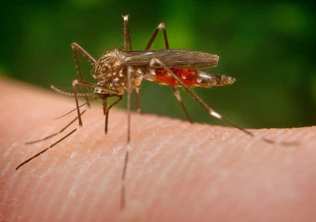 Imagen para el artículo titulado Por qué eres un imán para los mosquitos