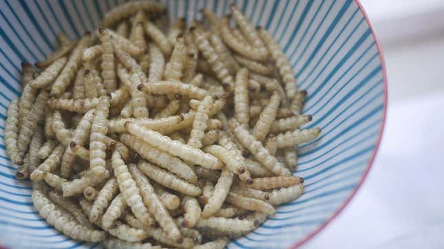 Fried bamboo caterpillar, a Northern Thai snack and just one of many popular insect dishes.
