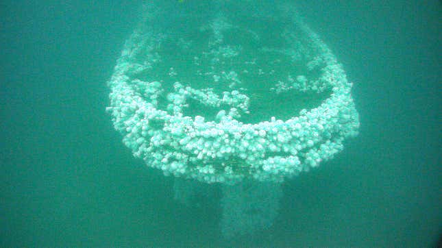 Stern view of the shipwrecked USS Conestoga (AT-54) colonized with white plumose sea anemones. On March 23, 2016, NOAA’s Office of National Marine Sanctuaries (ONMS) and the U.S. Navy announced the discovery of the wreck of USS Conestoga (AT-54) within the waters of Greater Farallones National Marine Sanctuary in California. The discovery by the ONMS Maritime Heritage Program solved a 95-year-old mystery. Conestoga sailed from San Francisco Bay in March 1921 and vanished with 56 men. Until 2016, what happened, and where the wreck and its crew lay, had been described as one of the top maritime mysteries in U.S Navy history.