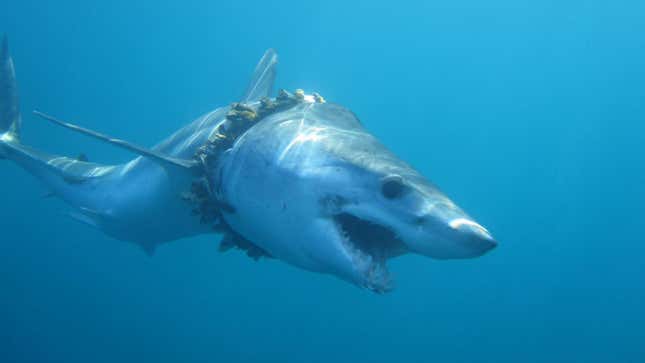 An adult shortfin mako shark entangled in fishing rope (biofouled with barnacles) in the Pacific Ocean, causing scoliosis of the back.