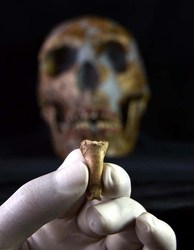 The lone eagle toe bone with cut marks.