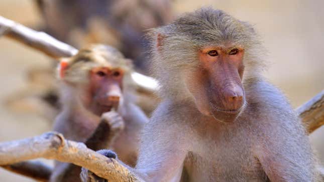 Image for article titled Baboon Couple Sues National Geographic For Distributing Private Sex Tape