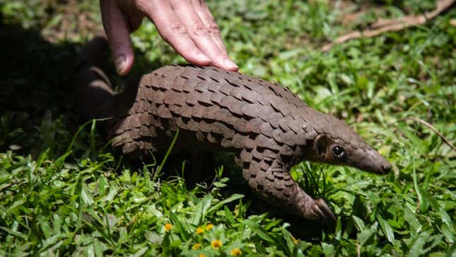 Pangolins curl up into a ball when they feel threatened.