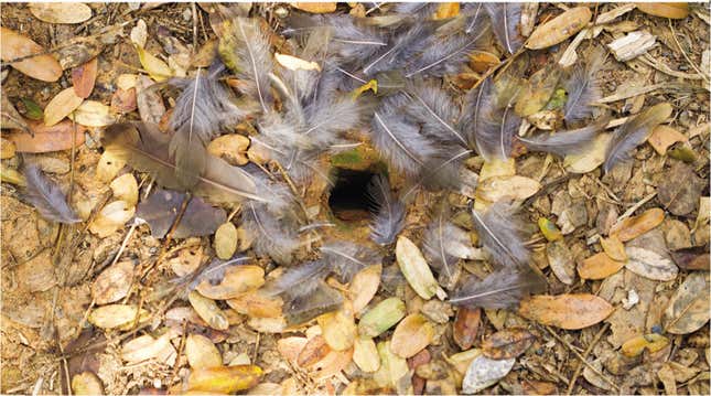 Imagen para el artículo titulado Esta especie de hormiga carnívora crea trampas con plumas para atrapar a sus presas