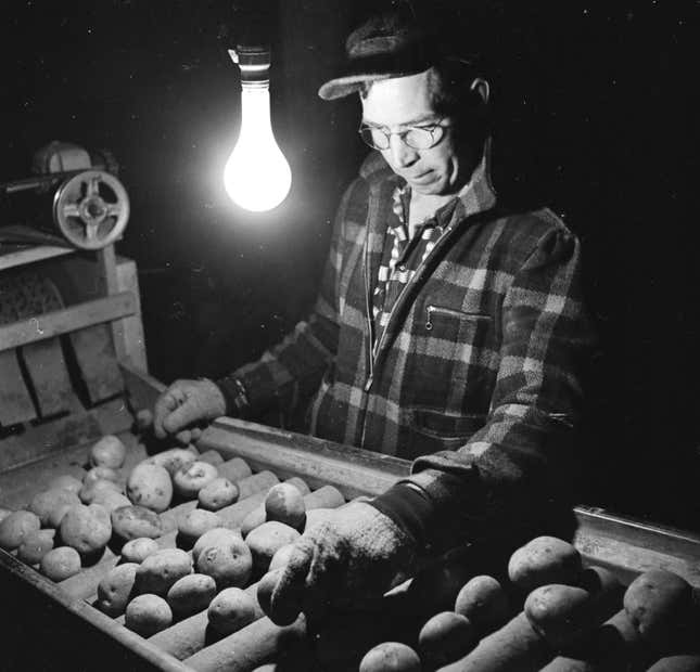 circa 1955: An American farmer sorts the good from the bad on the ‘spud line’ under the meagre light and warmth from a single bulb, in the White Mountains of New Hampshire.