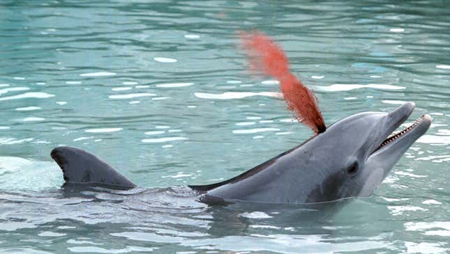 Image for article titled SeaWorld Crowd Applauds For Dolphin Playfully Spraying Blood From Blowhole