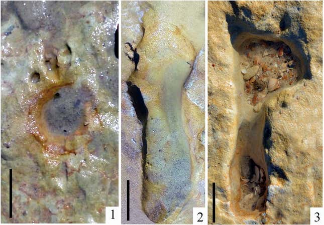 Several Neanderthal prints found by the team.