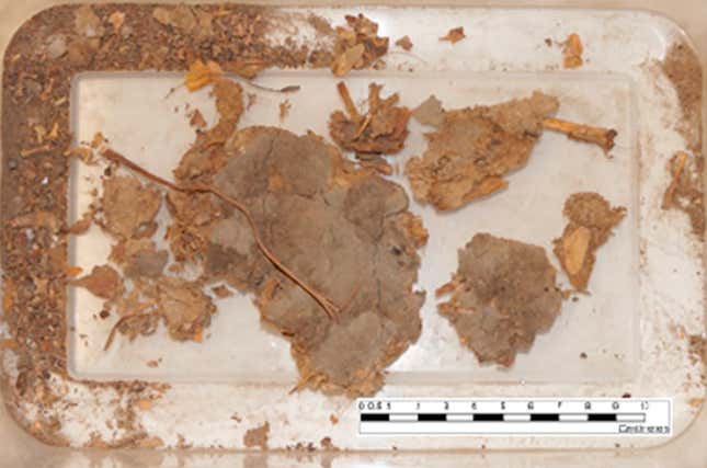 The coprolite sample prior to analysis.