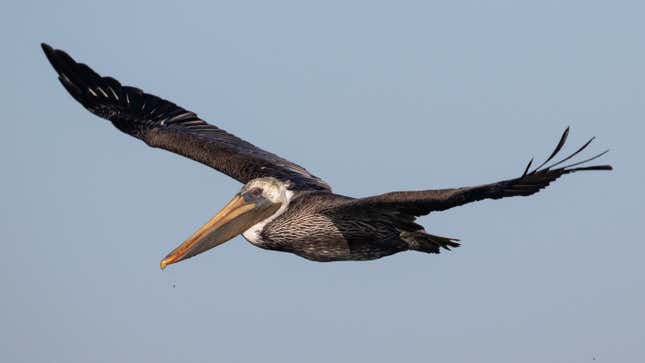 A brown pelican, a bird projected to be affected by four climate change-related threats