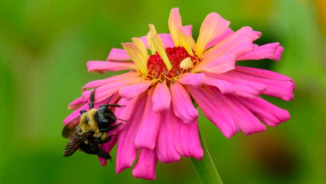 Image for article titled Flower Freaking Out After Realizing There’s A Bee On It