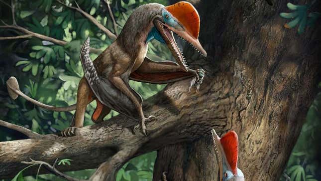 Imagen para el artículo titulado El primer animal conocido con pulgar oponible es una extraña mezcla de mono y dinosaurio volador