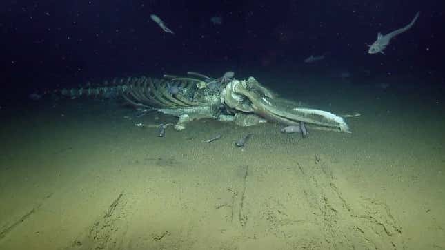 Image for article titled Creatures of the Deep Are Feeding on a Whale Carcass and You Can Watch It Live