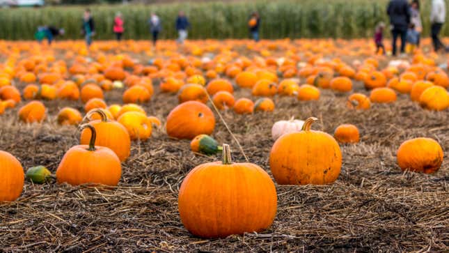 Image for article titled If You&#39;re Going to a Pumpkin Patch, Bring a Towel