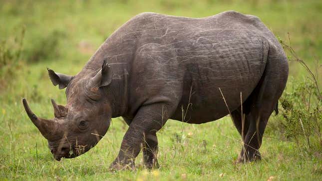 Image for article titled World Wildlife Fund Donors Receive Refund After Western Black Rhino Goes Extinct