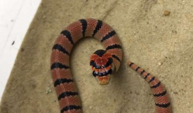 Imagen para el artículo titulado Evacúan 10 viviendas en Alemania por la fuga de una serpiente coral venenosa que un vecino tenía de mascota