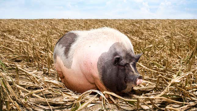 Image for article titled Iowa Crops Devastated After Big Fat Mama Hog Goes On Tear Through Cornfield