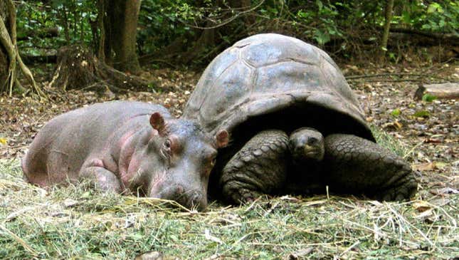Image for article titled 8 Unlikely Animal Friendships