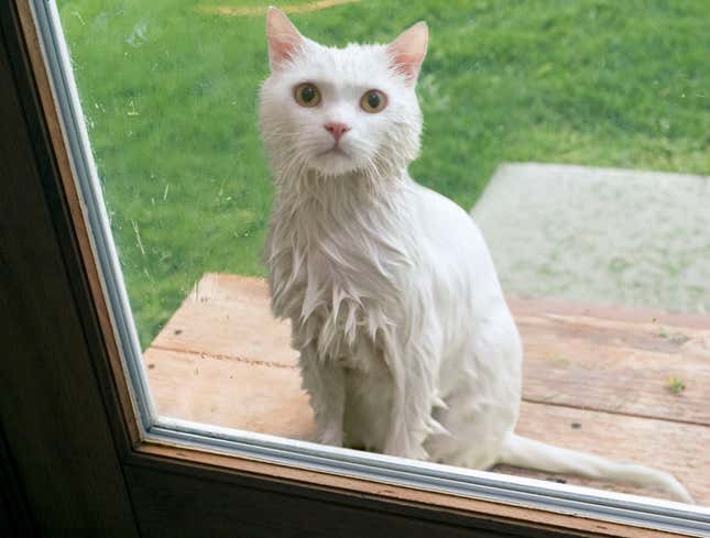 Image for article titled Rain-Drenched Cat Announces It Ready To Stay Inside And Be Part Of Family