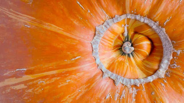 Image for article titled Scarecrow’s pumpkin butt too thicc for Georgia neighbors