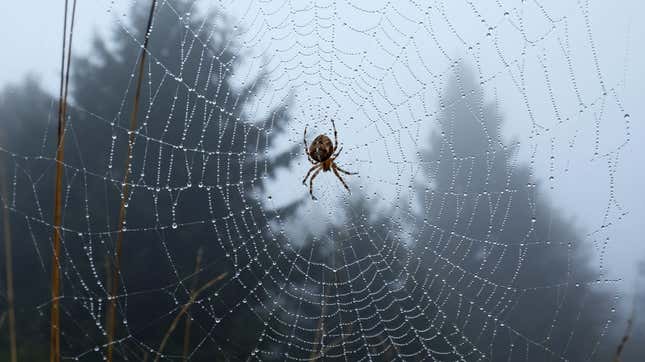Spiders read their environment by sensing vibrations with their hairy legs.