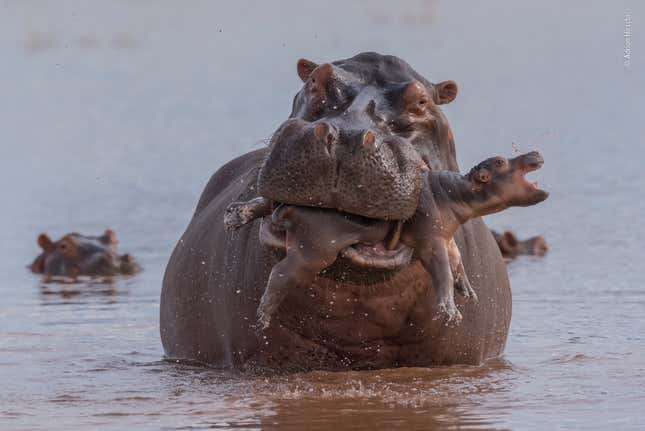 © Adrian Hirschi - Wildlife Photographer of the Year