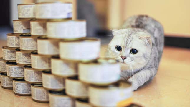 very cute cat looking at a pyramid of wet cat food cans