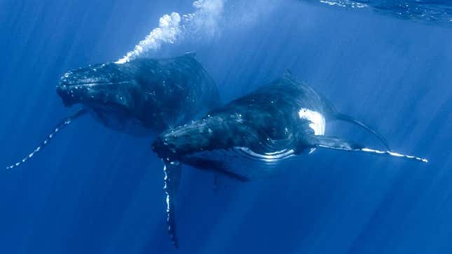 Image for article titled Whale Won’t Shut Up About Time It Was Beached