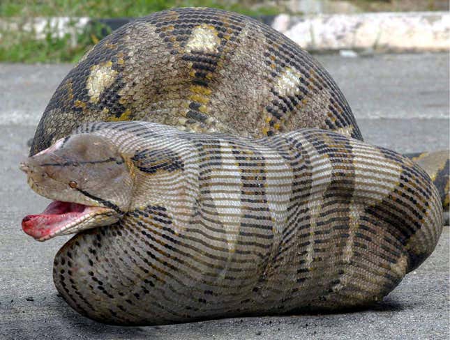 Image for article titled Burmese Python Just As Freaked Out That It’s Swallowing Entire Toddler