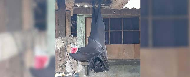 Imagen para el artículo titulado El descomunal murciélago descansando cual Nosferatu en el porche de una casa es real, aunque tiene truco