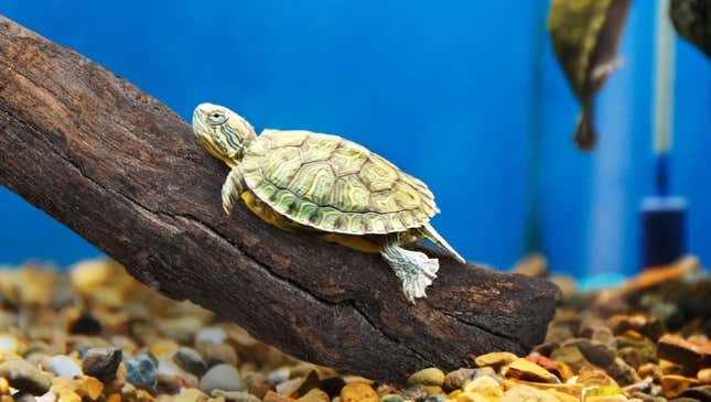 Image for article titled Pet Turtle Going Hog Wild On Terrarium’s New Stick