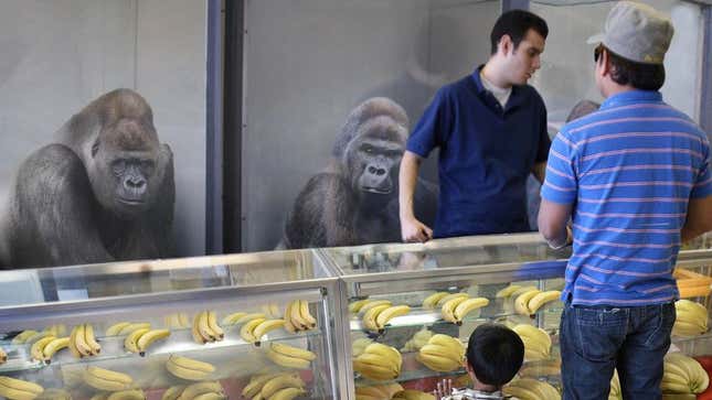 Statistics show sales of gorillas often spike sharply in the immediate aftermath of a major gorilla attack.