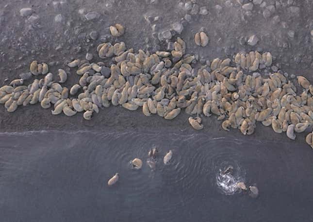 Walrus herd
