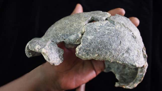 The DAN5 female cranium of H. erectus. 