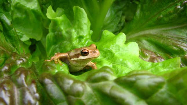 Image for article titled Wisconsin family discovers live frog in lettuce