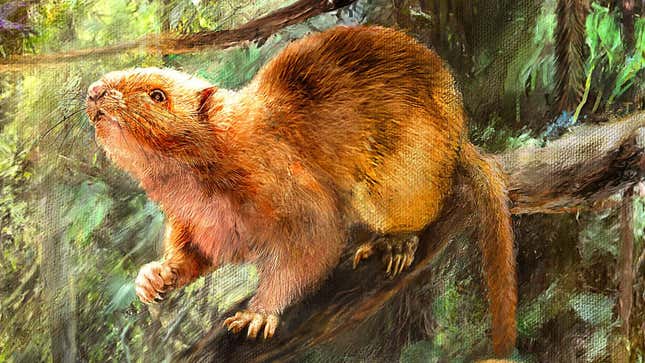 Artist’s rendering of one of the newly described extinct cloud rats.