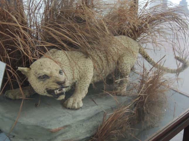 A preserved Zanzibar leopard, which may have been caught on camera a few years ago.