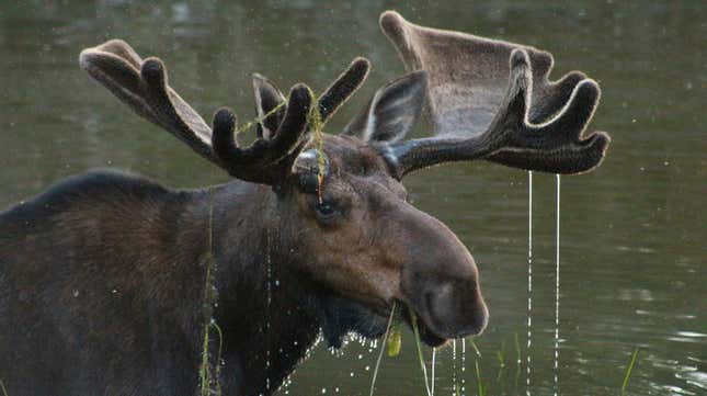 Image for article titled Today in “things we can’t believe we have to say”: don’t feed a moose your pizza