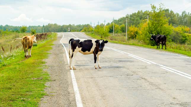 Image for article titled This month in overturned trucks: All the livestock
