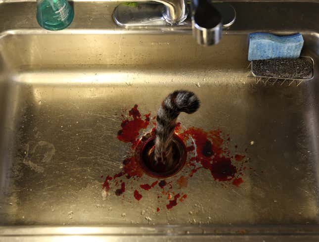 Image for article titled Dying Cat Mercifully Put Down Garbage Disposal