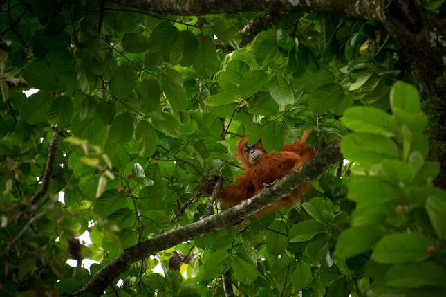 An orangutan in Indonesia, one of the research team’s described biodiversity hotspots.