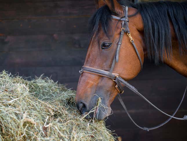 Image for article titled Horse Probably Only Vegetarian For Attention