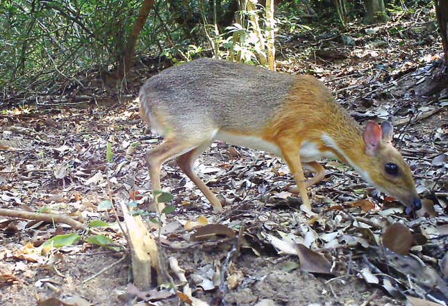Camera-trap photo of silver-backed chevrotain.