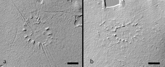 Imagen para el artículo titulado Descubren una red oculta de pueblos bajo el Amazonas dispuestos con forma de reloj