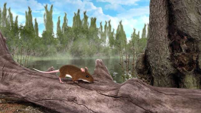 Artist’s impression of the 3 million-year-old mouse with reddish coloring.