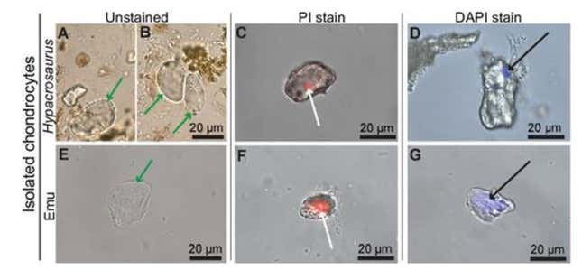 Isolated chondrocytes of Hypacrosaurus and their positive response to two DNA assays.
