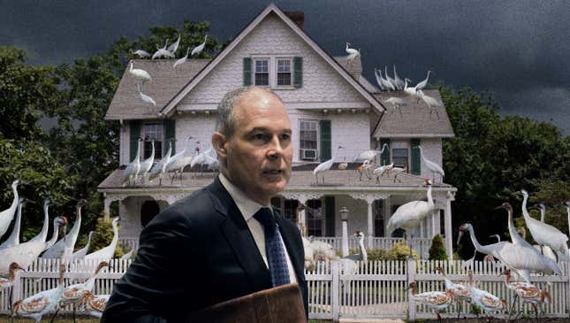 Image for article titled Scott Pruitt Nervously Picks Up Walking Pace As Hundreds Of Whooping Cranes Begin Silently Perching Around Him