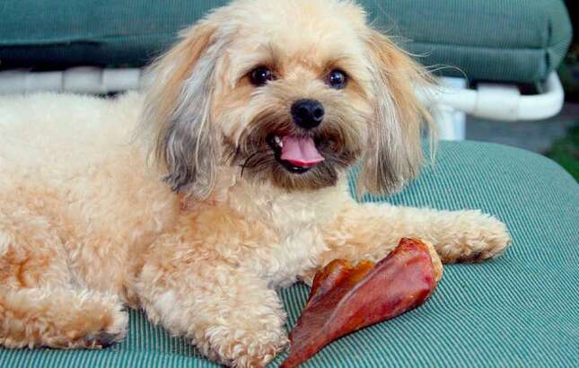 EE.UU. alerta a los dueños de perros a no tocar ni alimentar a las mascotas con golosinas de orejas de cerdo