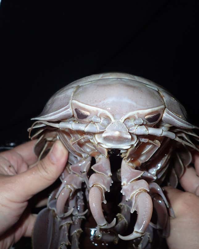 Imagen para el artículo titulado Investigadores encuentran en las profundidades del océano una gigantesca “cucaracha marina”